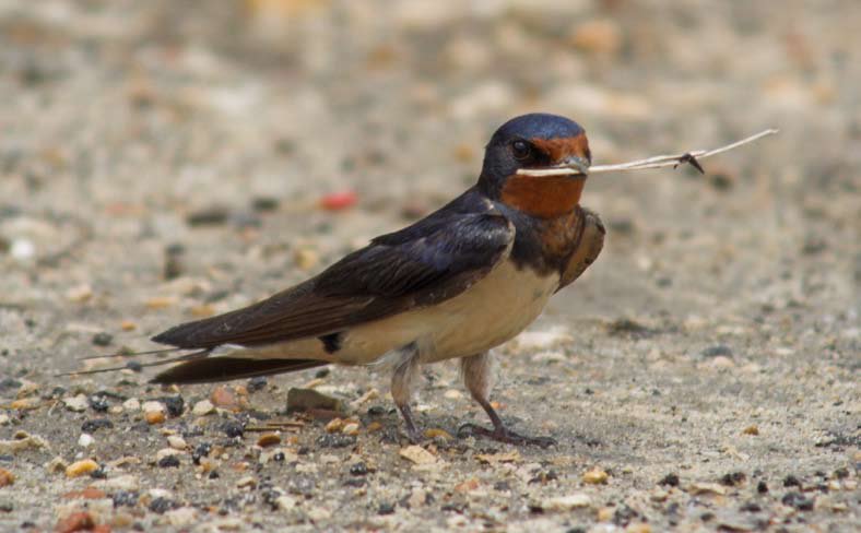 [placas.pdf+-+Adobe+Reader.bmp]