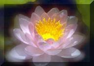 [LOTUS.bmp]