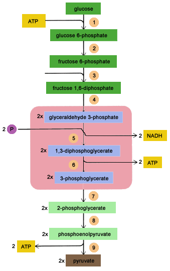 Simple Glycolysis