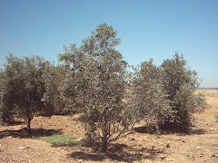 Jordan (2005)