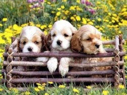 Cachorros+fofos