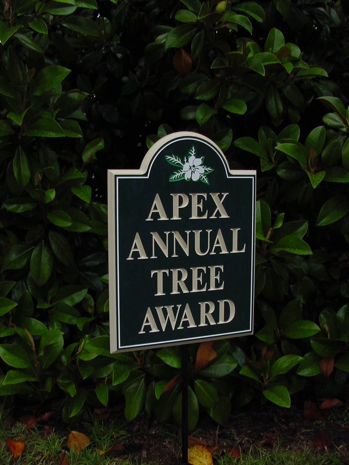 [2002+06+Apex+Tree+Award+3.JPG]