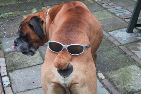 house funny-animals-2 funny funny pictures of animals. house funny-animals-2 funny