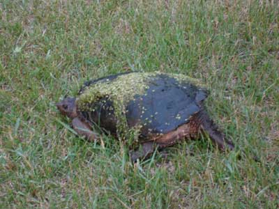 [snappingturtle01.jpg]
