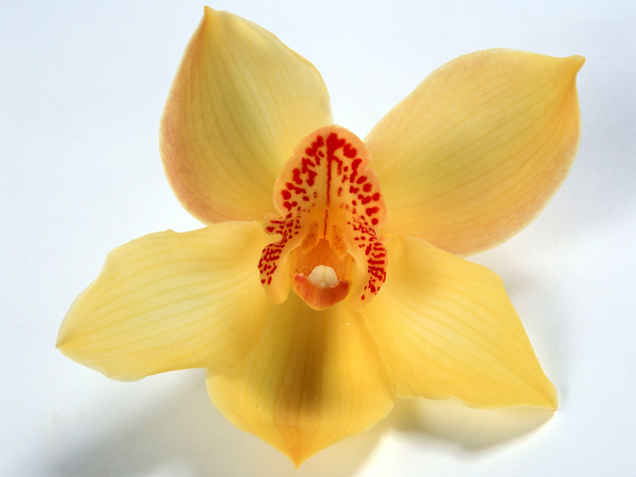 http://4.bp.blogspot.com/_uTGKd6u5pJ4/TRlL_-oaPGI/AAAAAAAAAPA/zpAwgQVVUGc/s1600/Daffodil-Flower-Desktop-Wallpaper.jpg