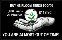 Survival Heirloom Seeds