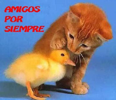amigo amigo