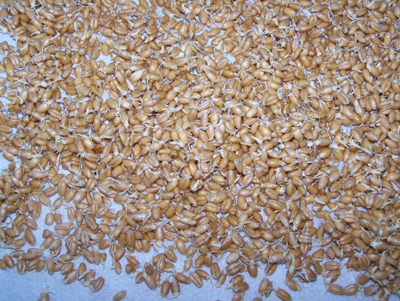 Raw Sprouted Wheat Berry Bread