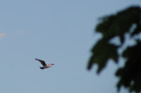 Trial Flight