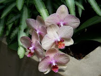 Phalaenopsis Orchids