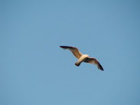 Gull over Dunkirk