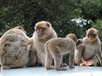 Barbary Apes