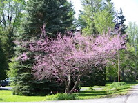 Spring Flowering
