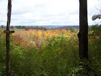 Fall Foliage
