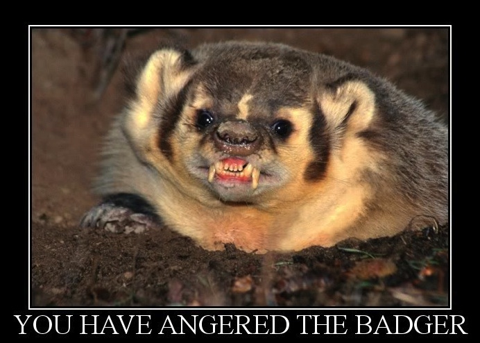 Angry_badger_crop.jpg