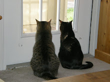 and our cats
