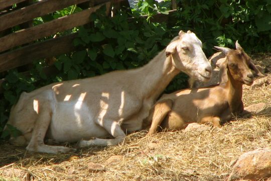 [Goat+mom+&+kid.jpg]