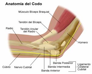 [codo+anatomia.jpg]