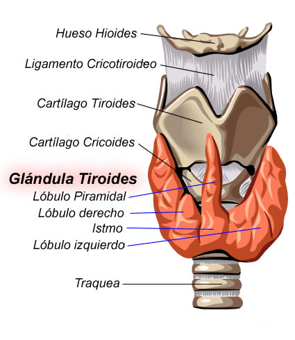 [Tiroides_anatomia_01.jpg]