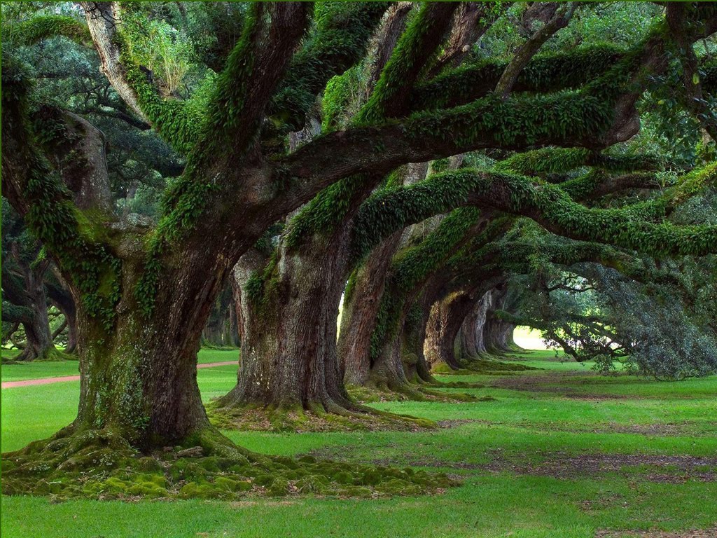 http://4.bp.blogspot.com/_uXdBqZqYJ2E/TFU4P945MlI/AAAAAAAAKrk/yGOTa7wvaZ4/s1600/natural_tree_1024x768.jpg