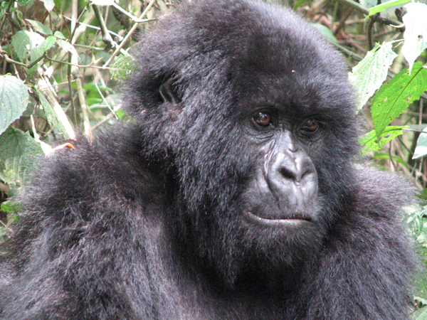 Gorillas Hunting