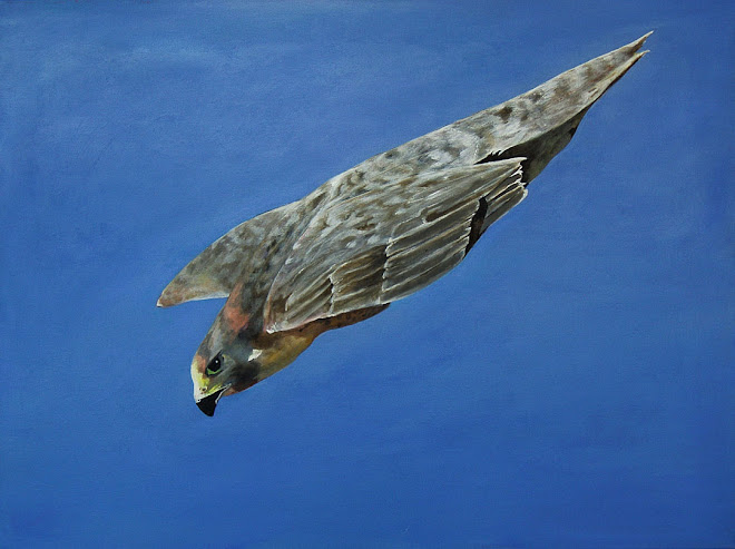 Falcon by Pamela Cuming