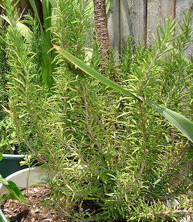 Mosquitoes in the garden home garden style