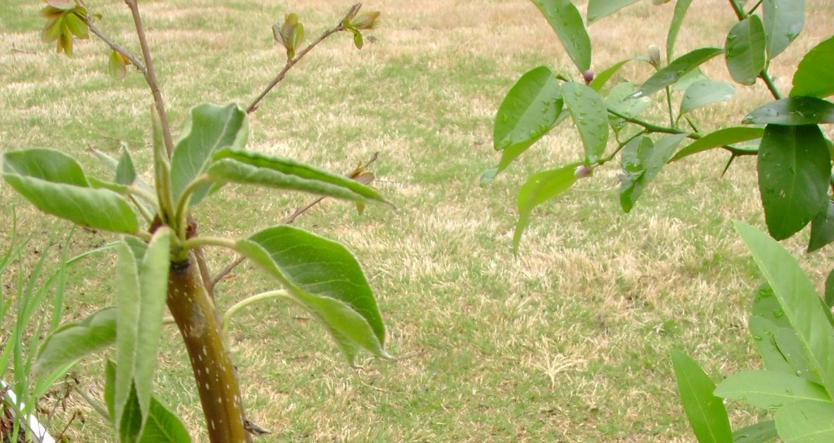 Garden View Possible to grow a tree from a branch?