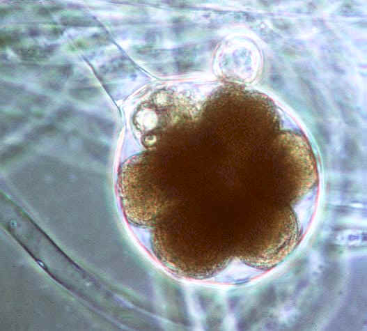 Evolutionary Classific...