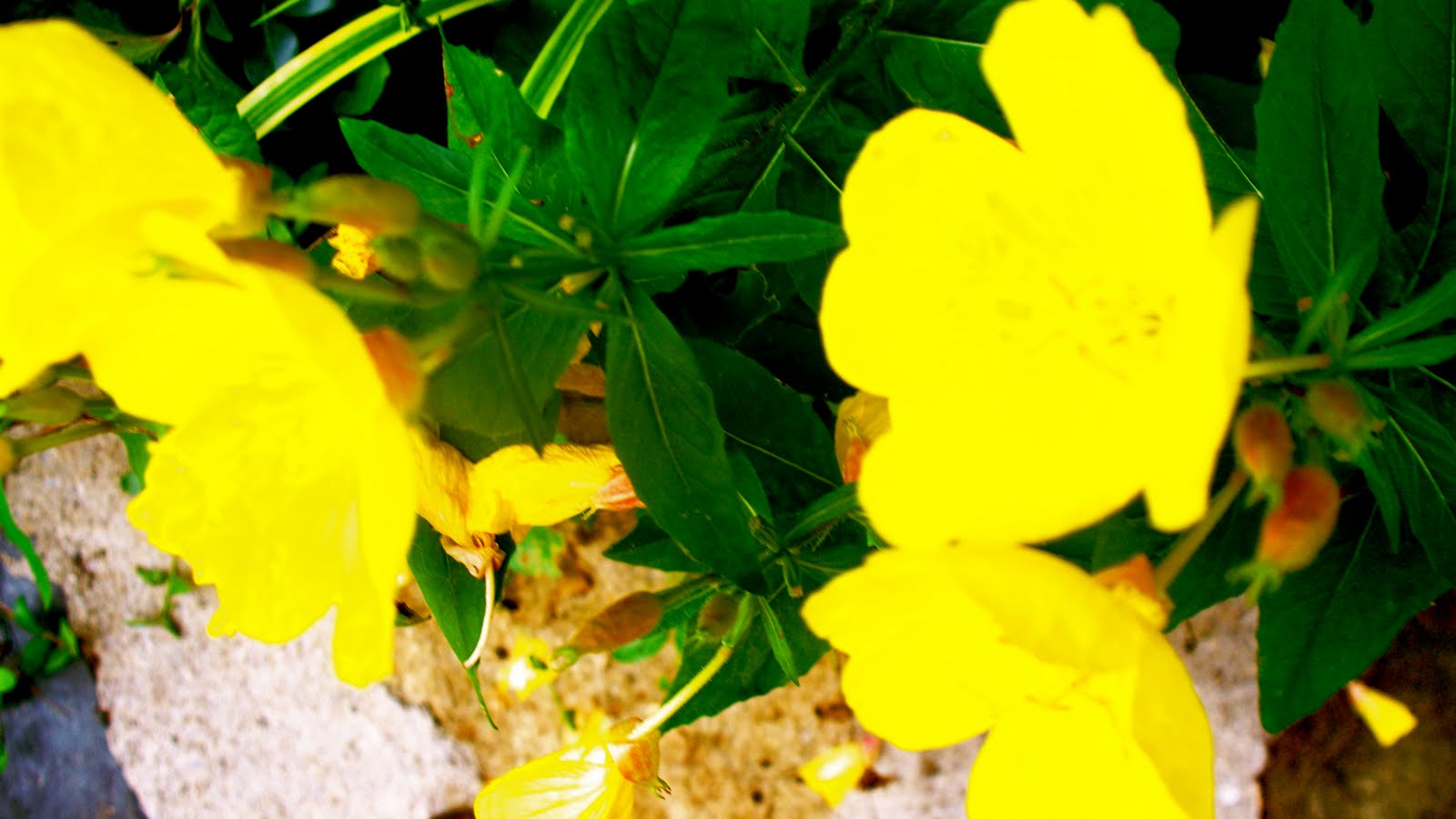 Living Above the Frost Line Yellow Flowers Blooming in the Middle of a