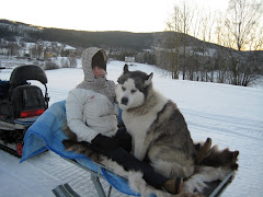 Chris och Aslan på släden.