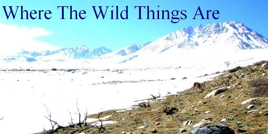 Where the Wild Things Are
