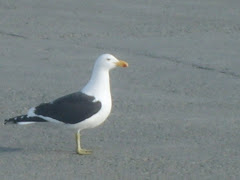 GAVIOTA DOMINICANA.