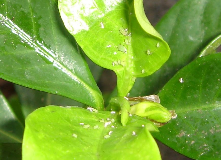 The Better Bonsai Blog Aphids suck