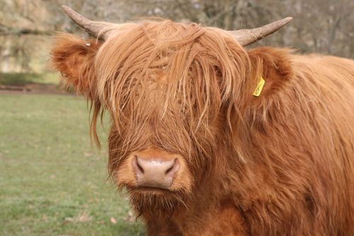 [Highland+Cow.jpg]