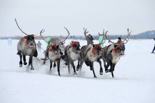 [Nadym+reindeer.jpg]