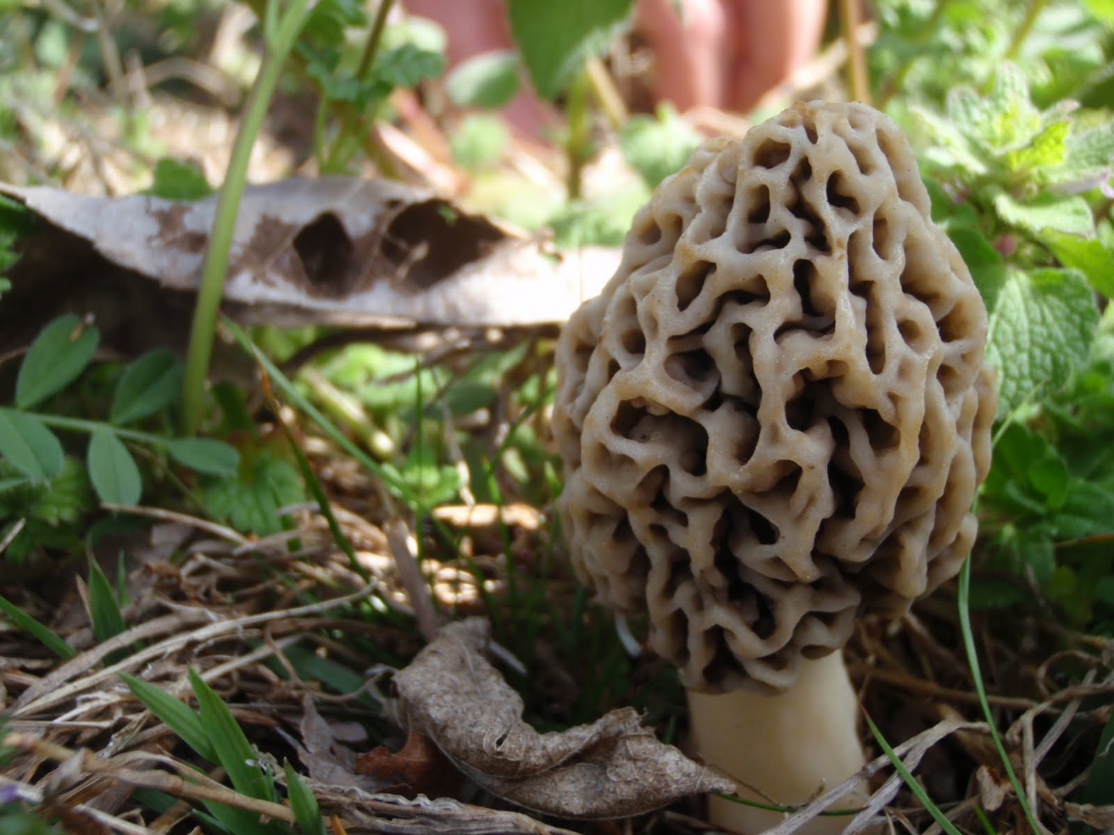 Horticulture in Arkansas Morel Mushrooms In Fayetteville, Arkansas!