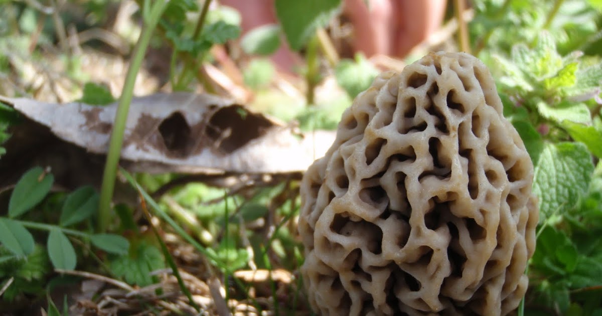 Horticulture in Arkansas Morel Mushrooms In Fayetteville, Arkansas!