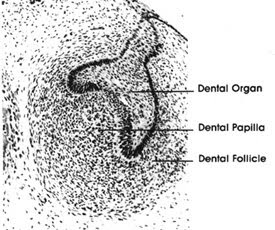 Inner Enamel Epithelium | RM. Inner Enamel Epithelium | RM.