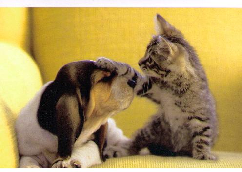 pics of puppies and kittens pics of puppies and kittens