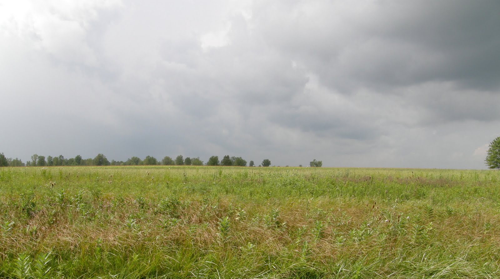 Field Notes Killdeer PlainsAugust 15, 2010
