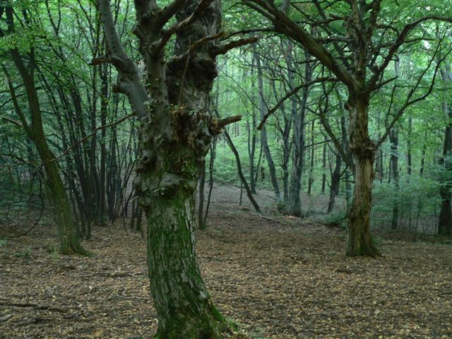[P1160050+(Small).JPG]