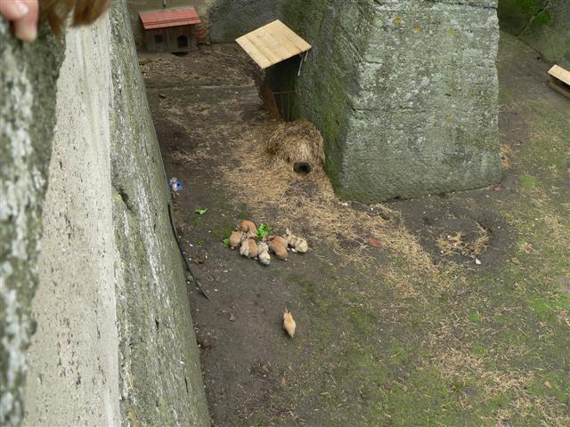 [P1160178+(Small).JPG]