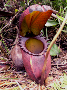 [220px-Nepenthes_rajah.png]