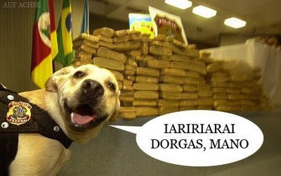 cão drogado