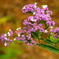 Сухите цветя Limonium_thumb