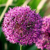 Сухите цветя Allium_thumb
