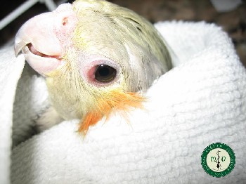 VETERINARIO ANIMAL EXOTICO veterinario animal exotico: