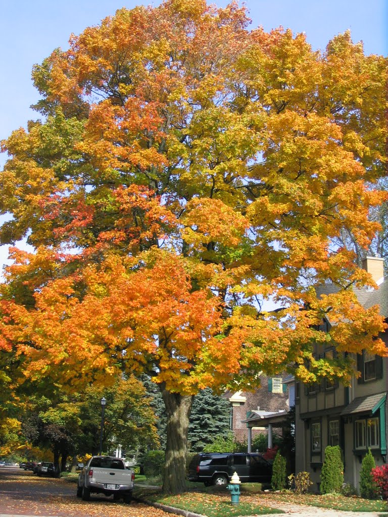 [Tree+on+corner.JPG]
