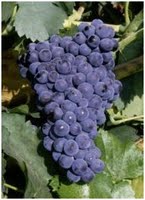 [Garnacha+tinta.jpg]